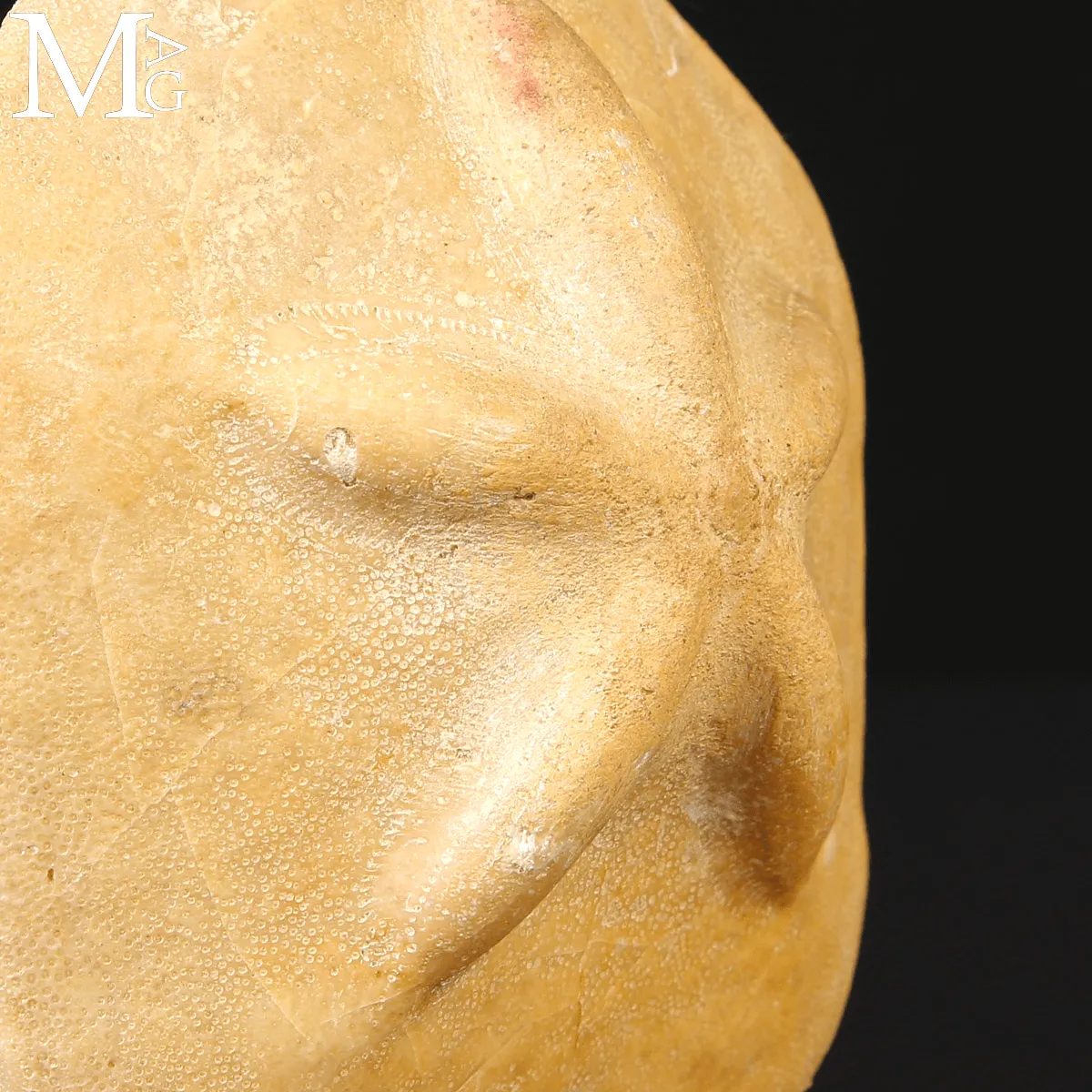 Clypeaster Crassicostatus – Riccio fossile del Miocene.