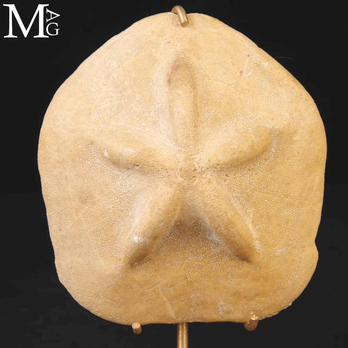 Clypeaster Crassicostatus – Riccio fossile del Miocene.