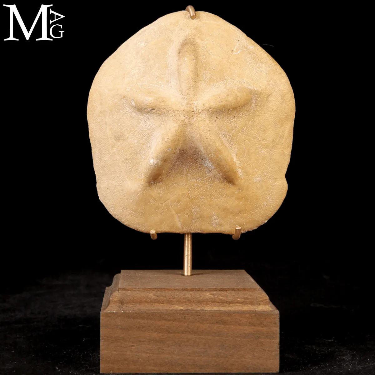 Clypeaster Crassicostatus – Riccio fossile del Miocene.