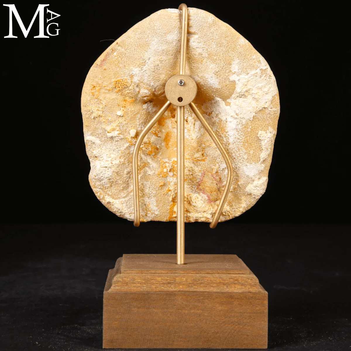 Clypeaster Crassicostatus – Riccio fossile del Miocene.