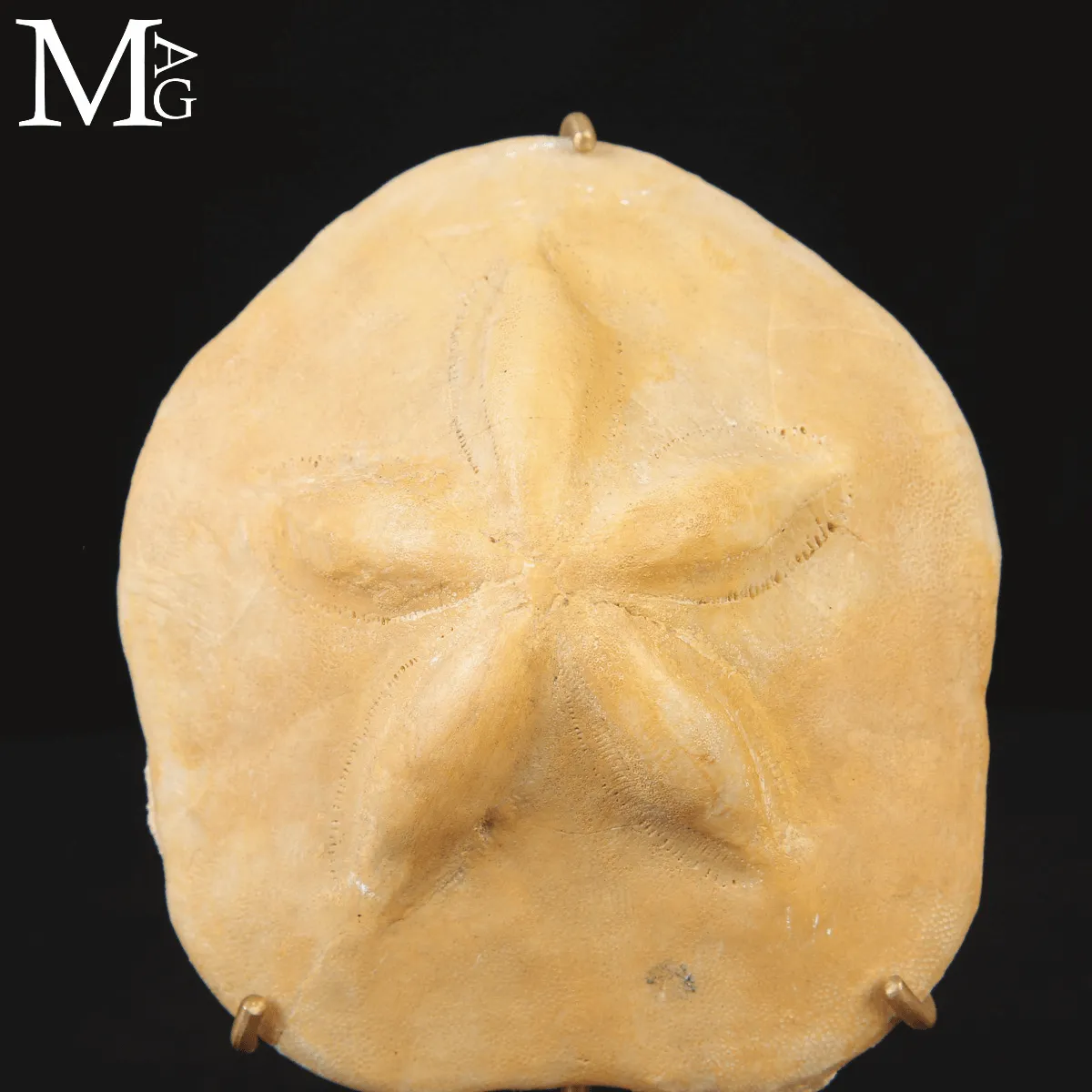 Clypeaster Crassicostatus – Riccio fossile del Miocene.