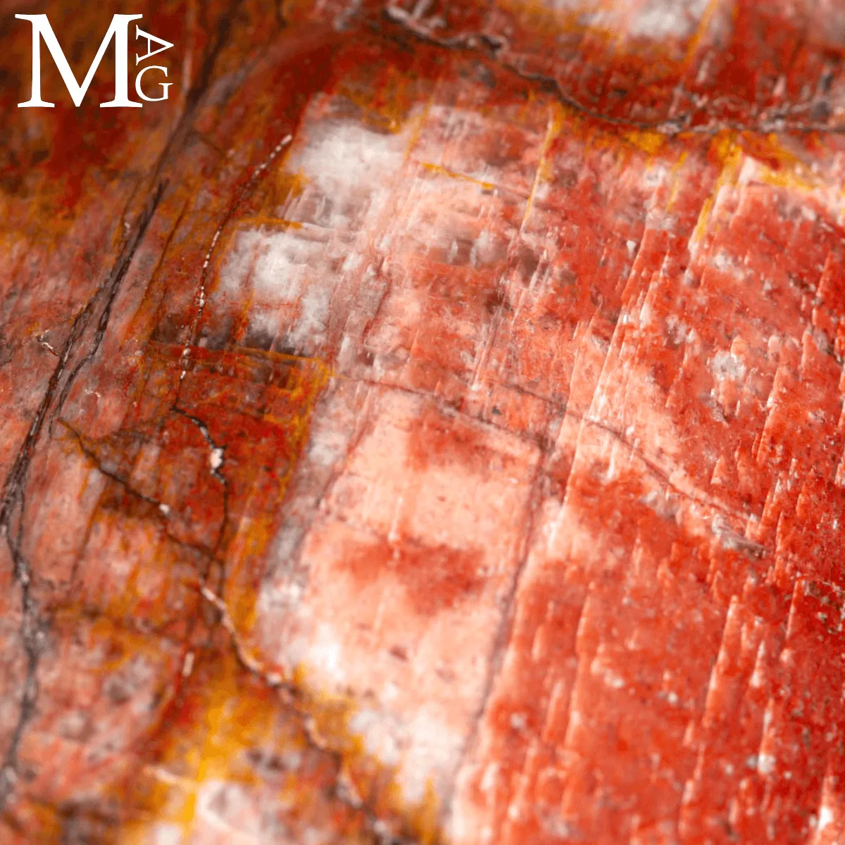 Shiva Lingam in Legno Fossile Agatizzato.