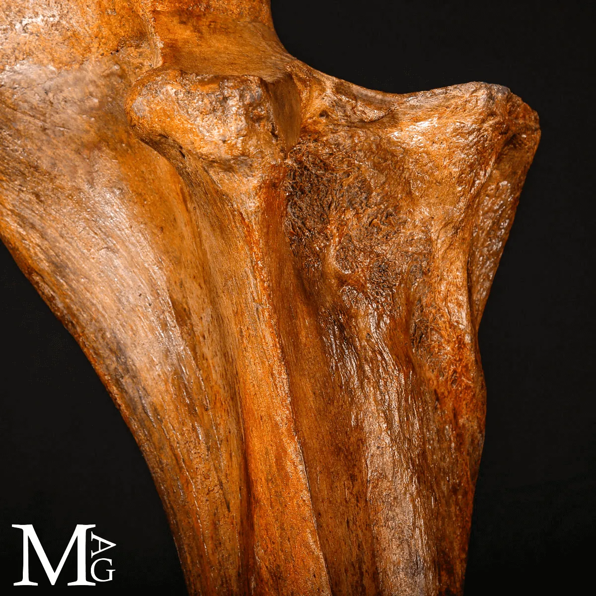 Femore Fossile di Mammut – Siberia, Pleistocene.