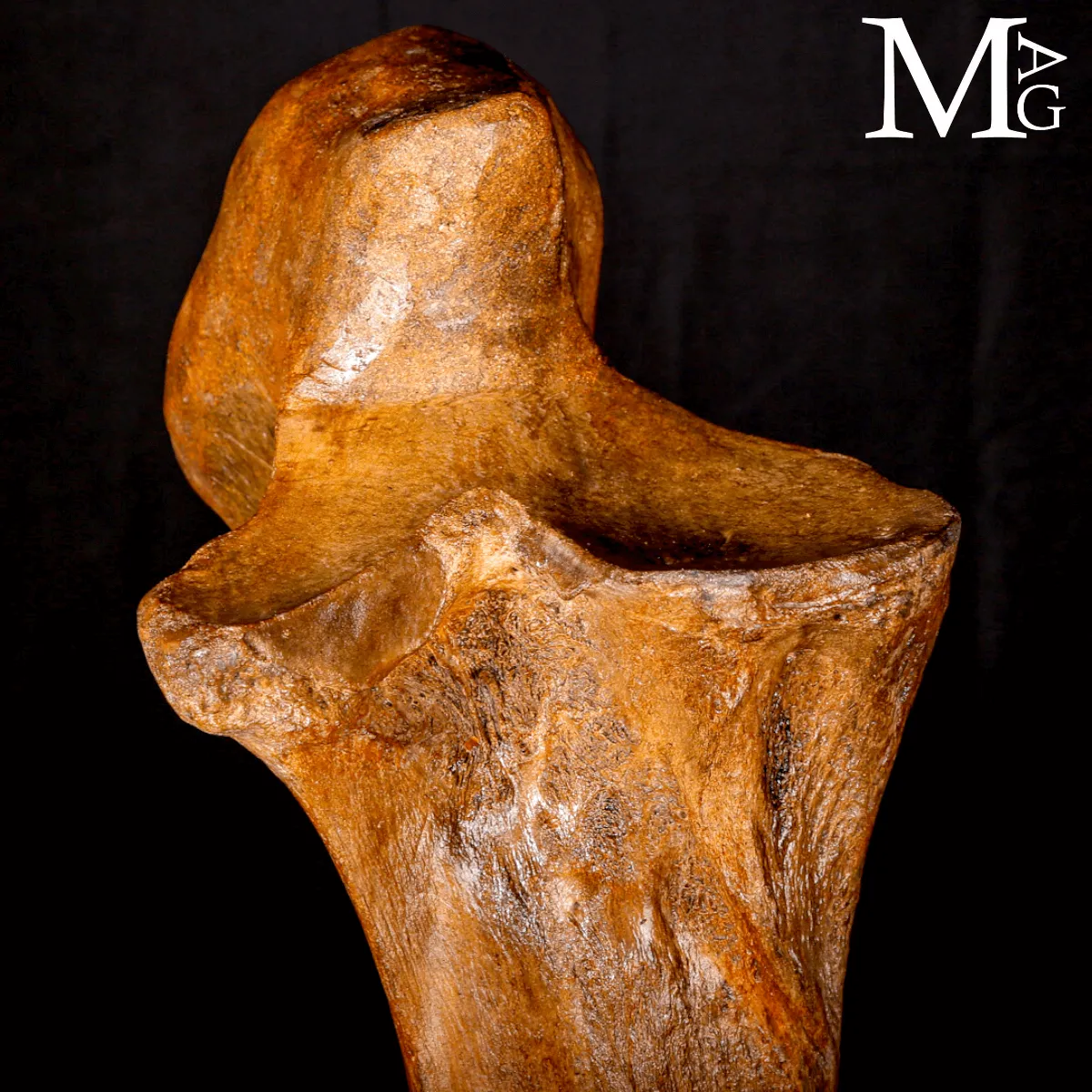 Femore Fossile di Mammut – Siberia, Pleistocene.