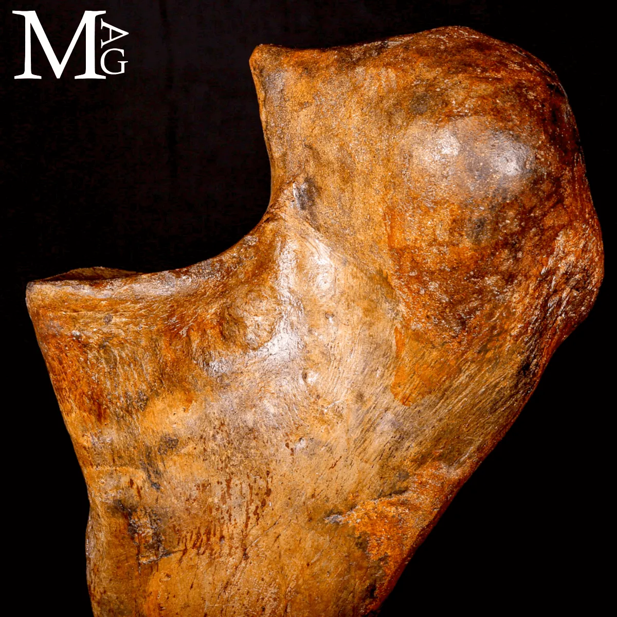 Femore Fossile di Mammut – Siberia, Pleistocene.