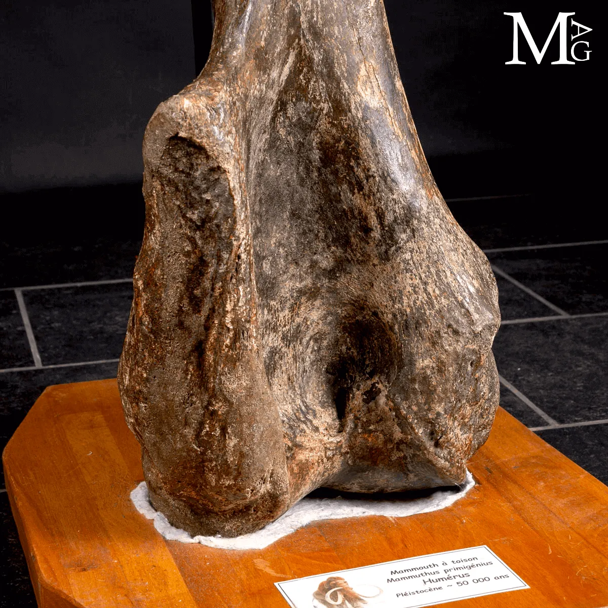 Omero fossile di Mammuthus Primigenius – Pleistocene (~50.000 anni)
