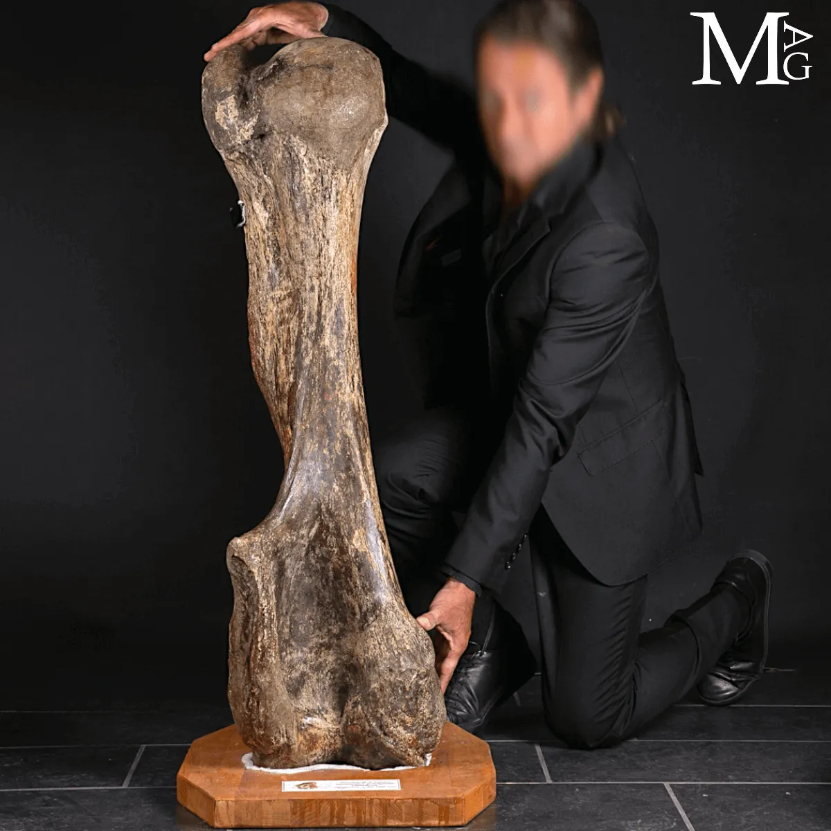 Omero fossile di Mammuthus Primigenius – Pleistocene (~50.000 anni)