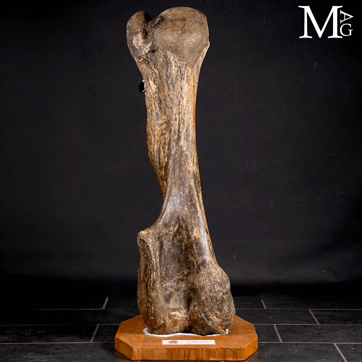 Omero fossile di Mammuthus Primigenius – Pleistocene (~50.000 anni)