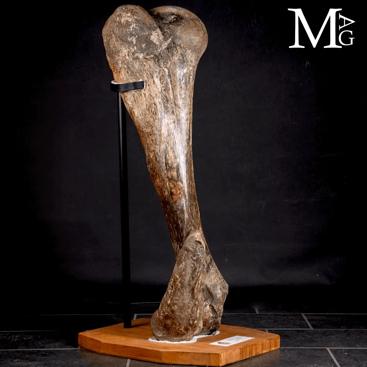 Omero fossile di Mammuthus Primigenius – Pleistocene (~50.000 anni)