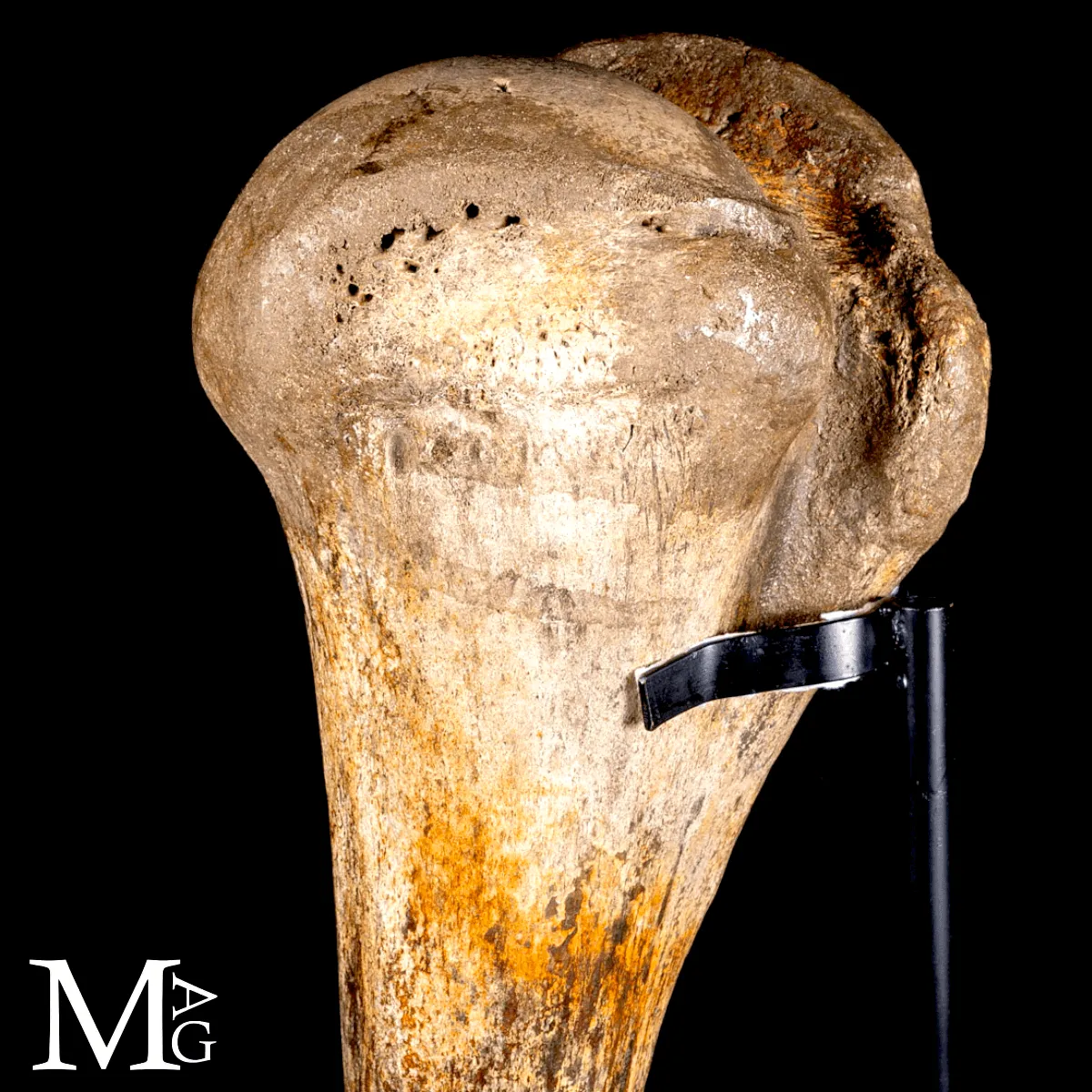 Omero fossile di Mammuthus Primigenius – Pleistocene (~50.000 anni)