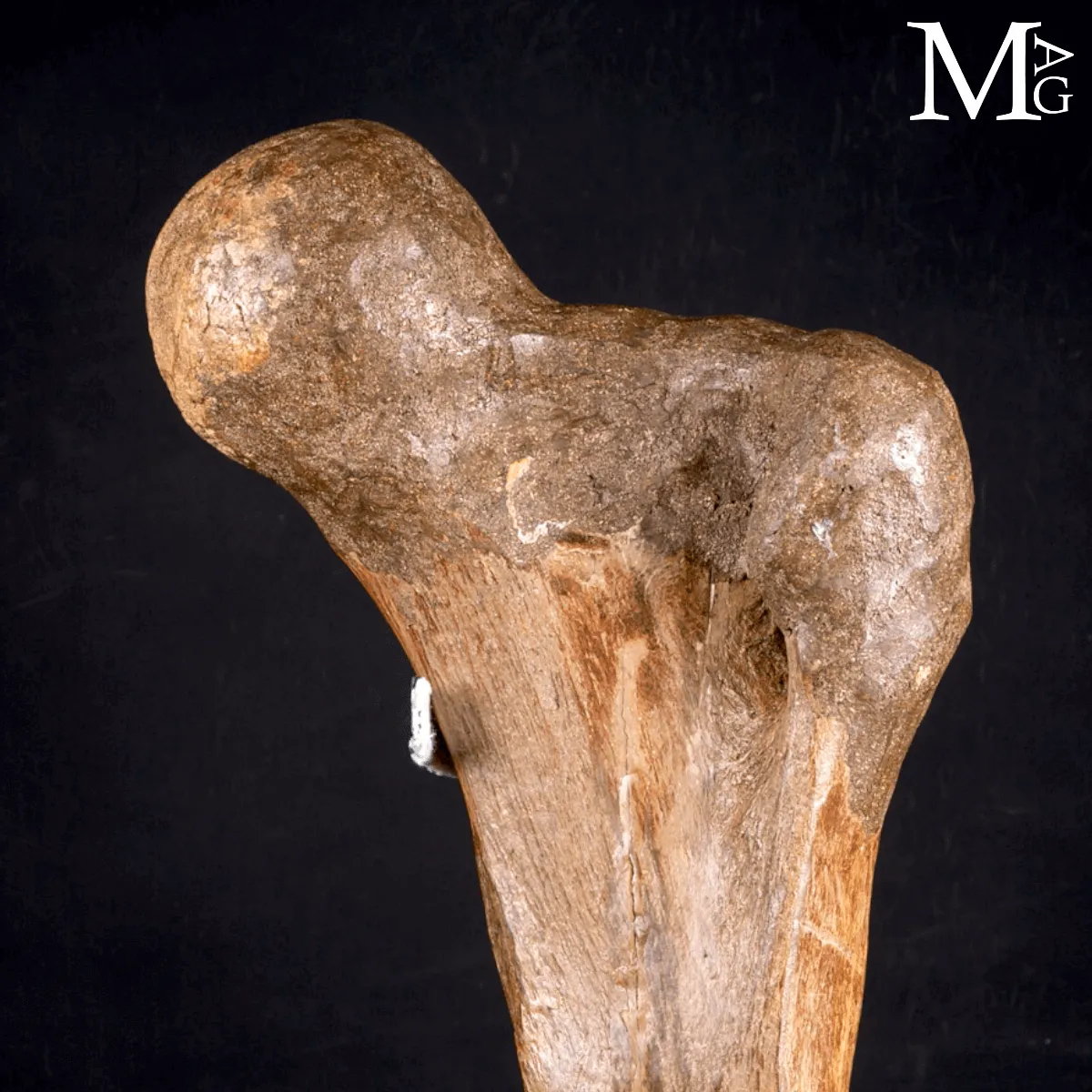Femore Fossile di Mammuthus Primigenius – Pleistocene