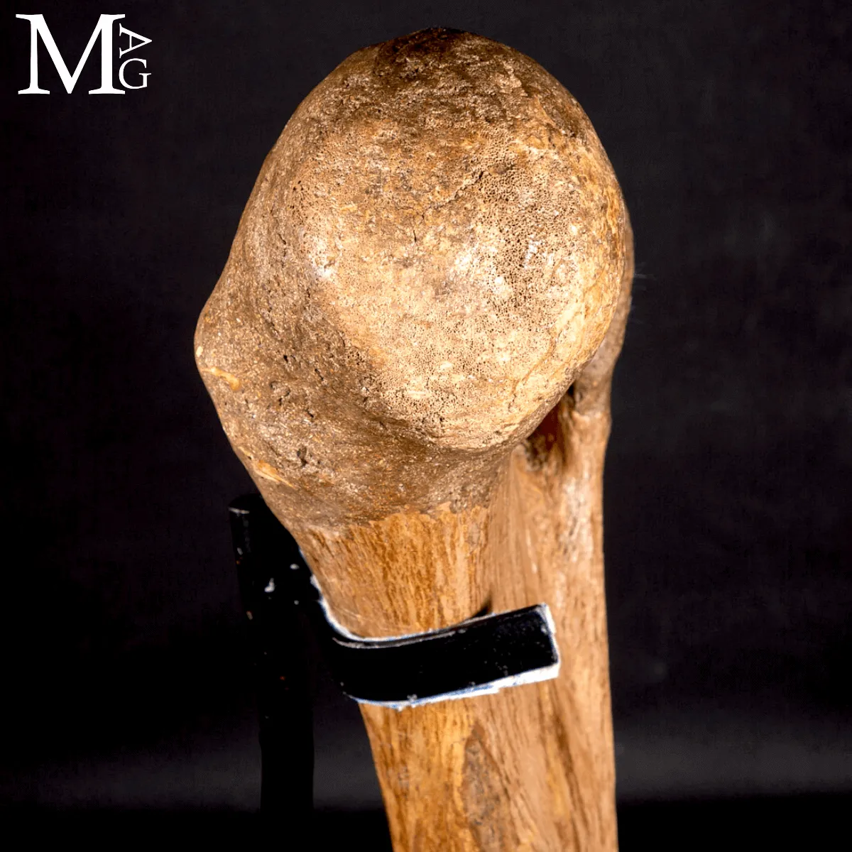Femore Fossile di Mammuthus Primigenius – Pleistocene