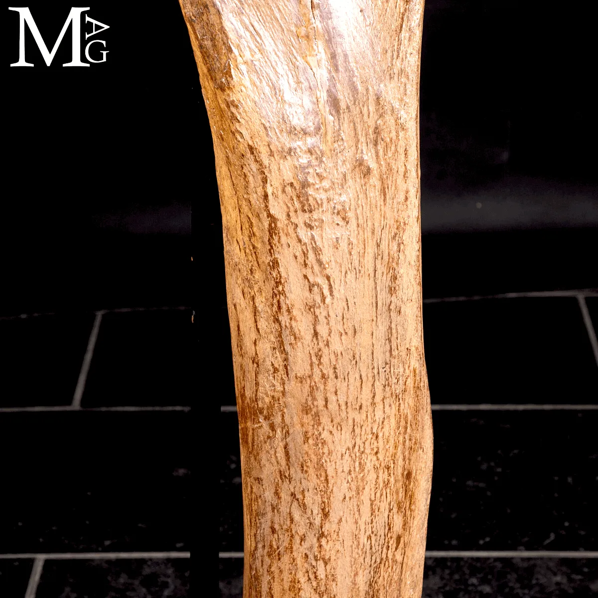 Femore Fossile di Mammuthus Primigenius – Pleistocene