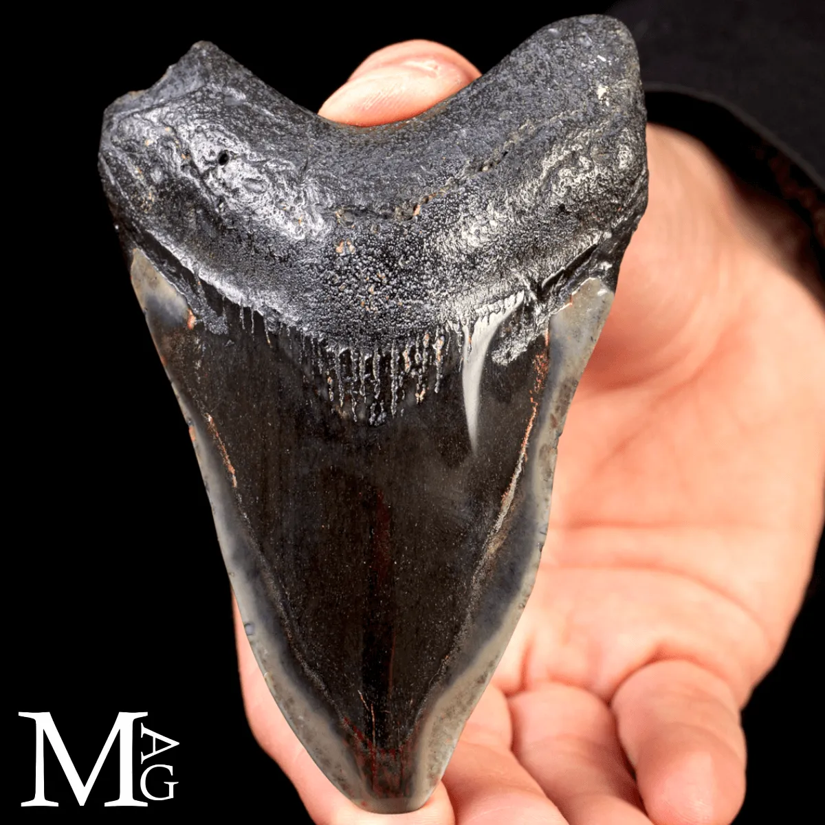 Dente fossile di Otodus Megalodon – North Carolina, USA