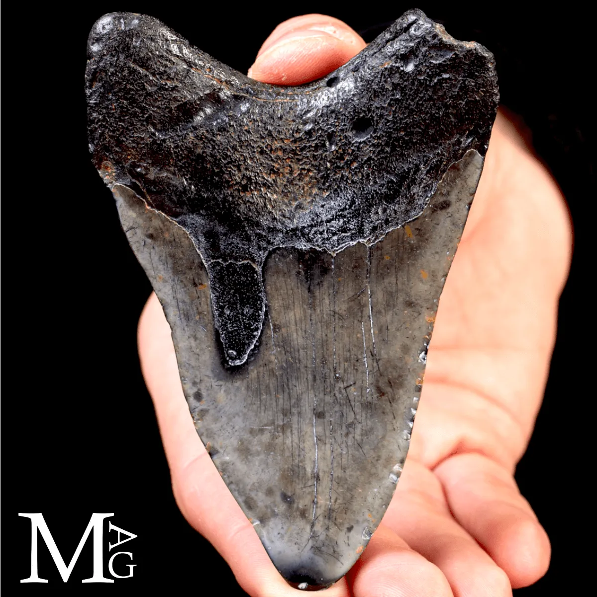 Dente fossile di Otodus Megalodon – North Carolina, USA