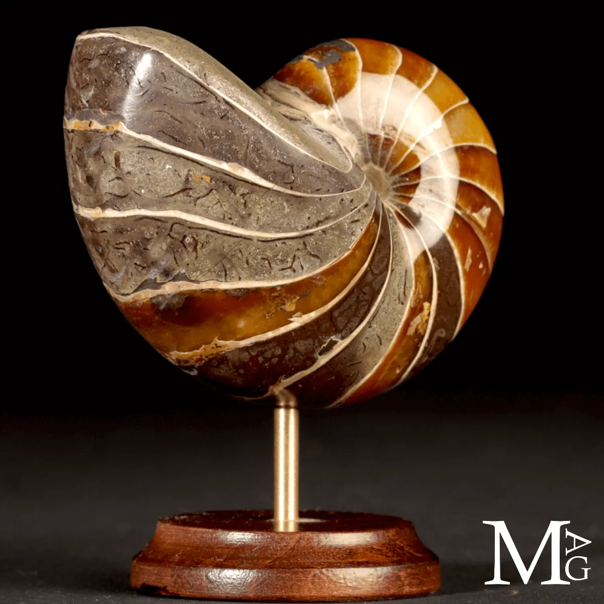 Nautilus Fossile del Madagascar.