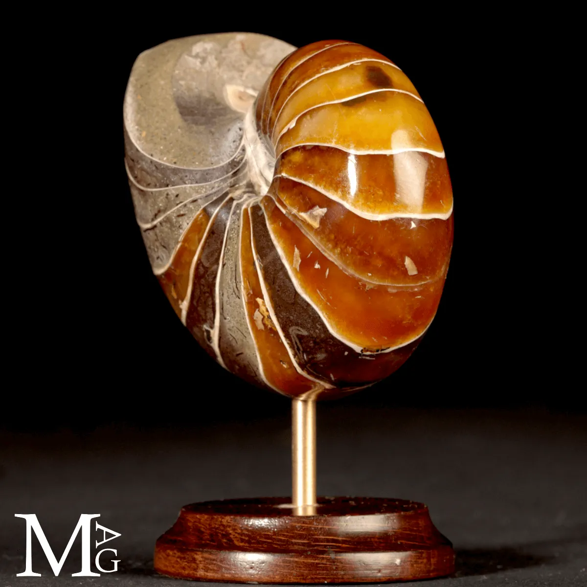 Nautilus Fossile del Madagascar.