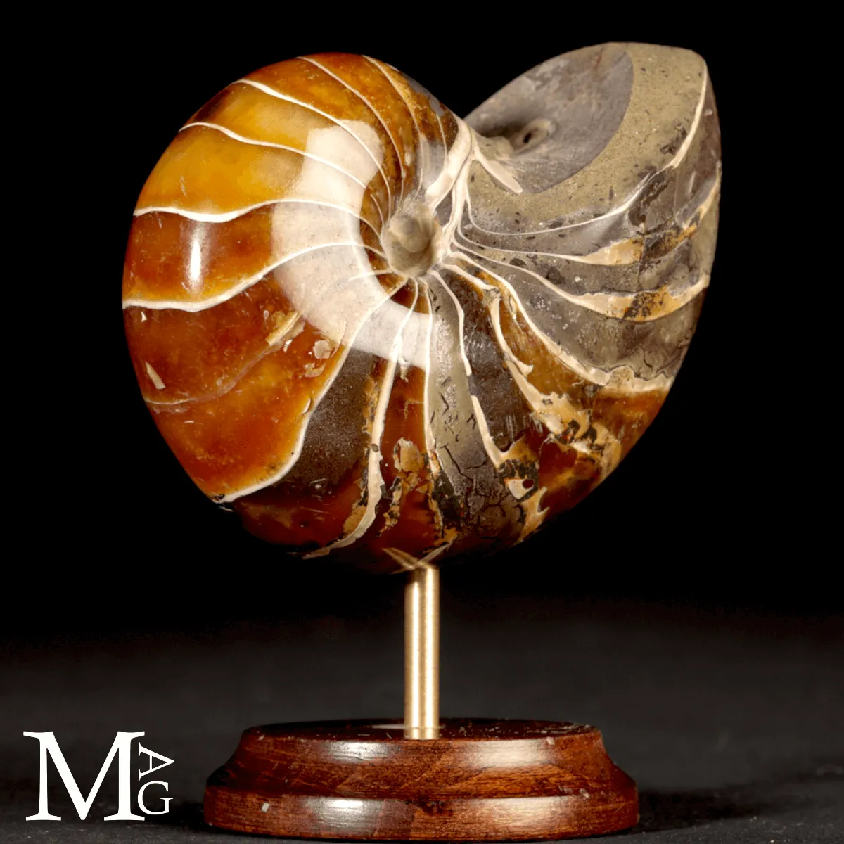 Nautilus Fossile del Madagascar.