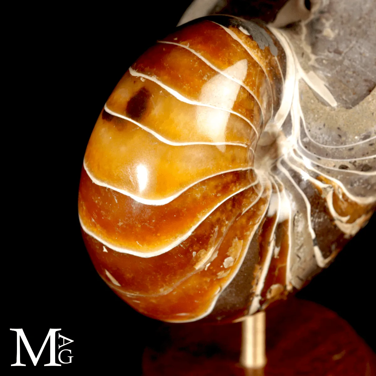Nautilus Fossile del Madagascar.