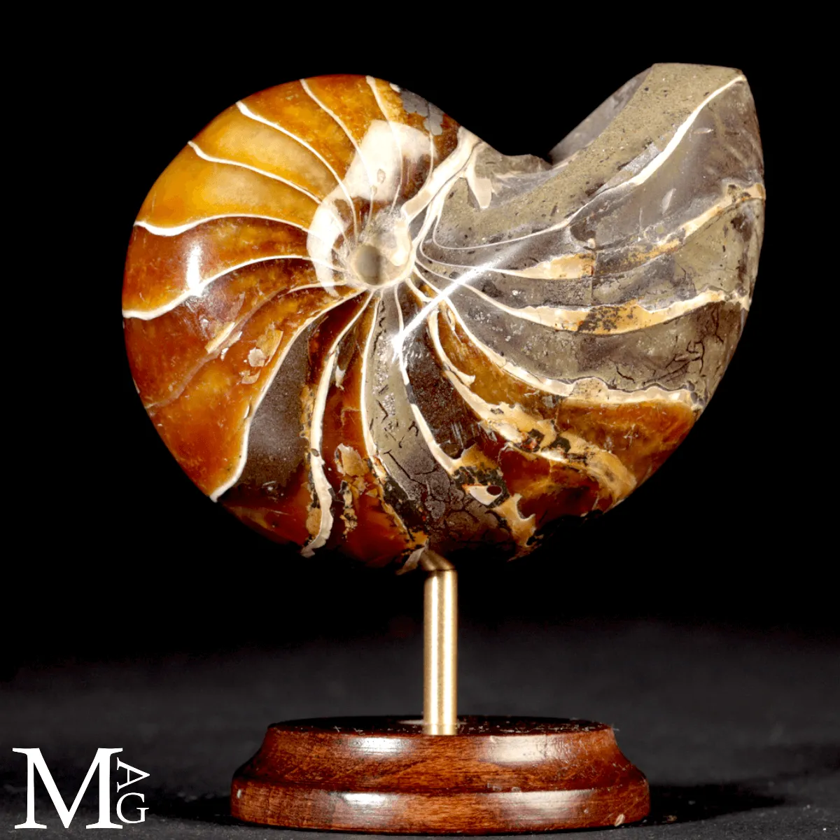 Nautilus Fossile del Madagascar.