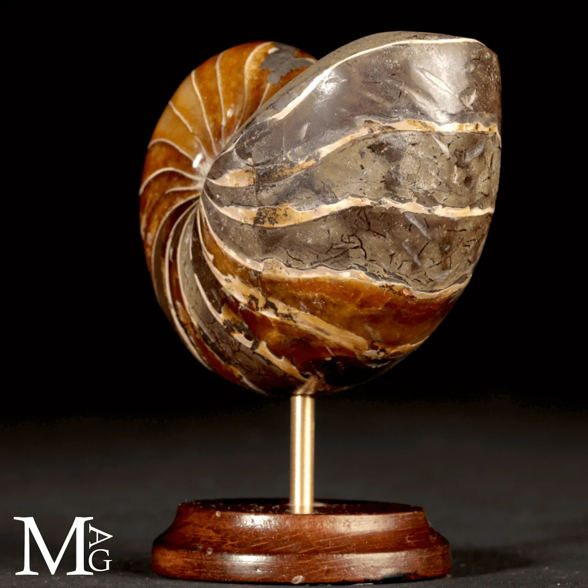 Nautilus Fossile del Madagascar.