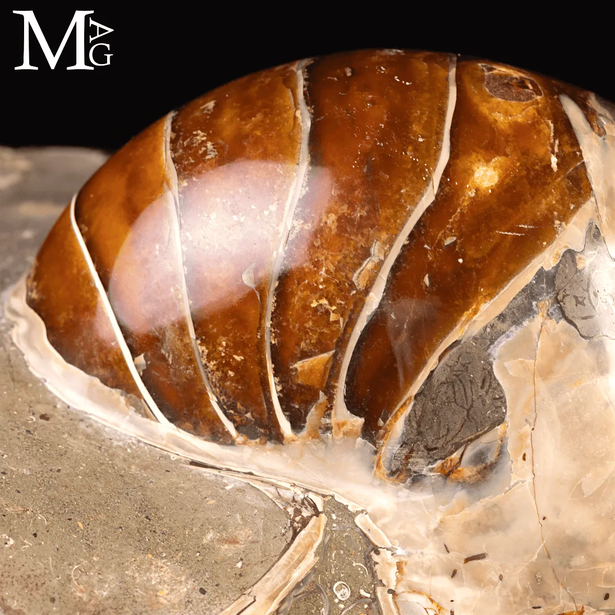 Grande Fossile di Nautiloide – Madagascar