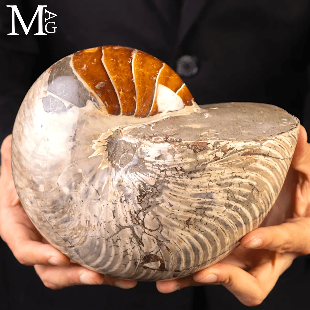 Grande Fossile di Nautiloide – Madagascar