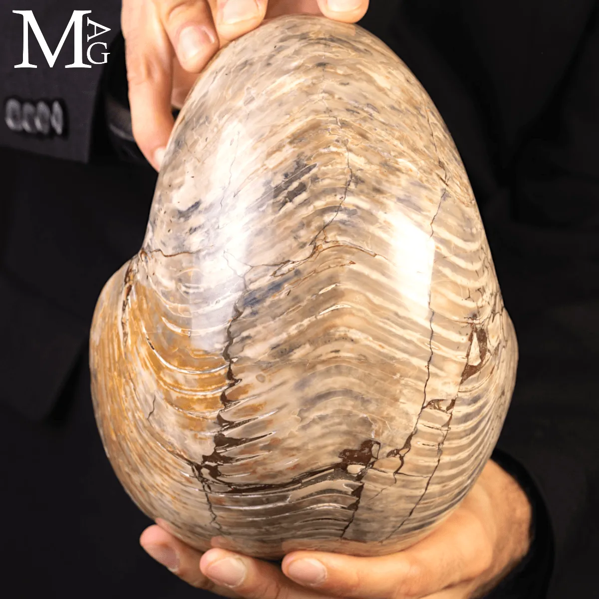 Grande Fossile di Nautiloide – Madagascar