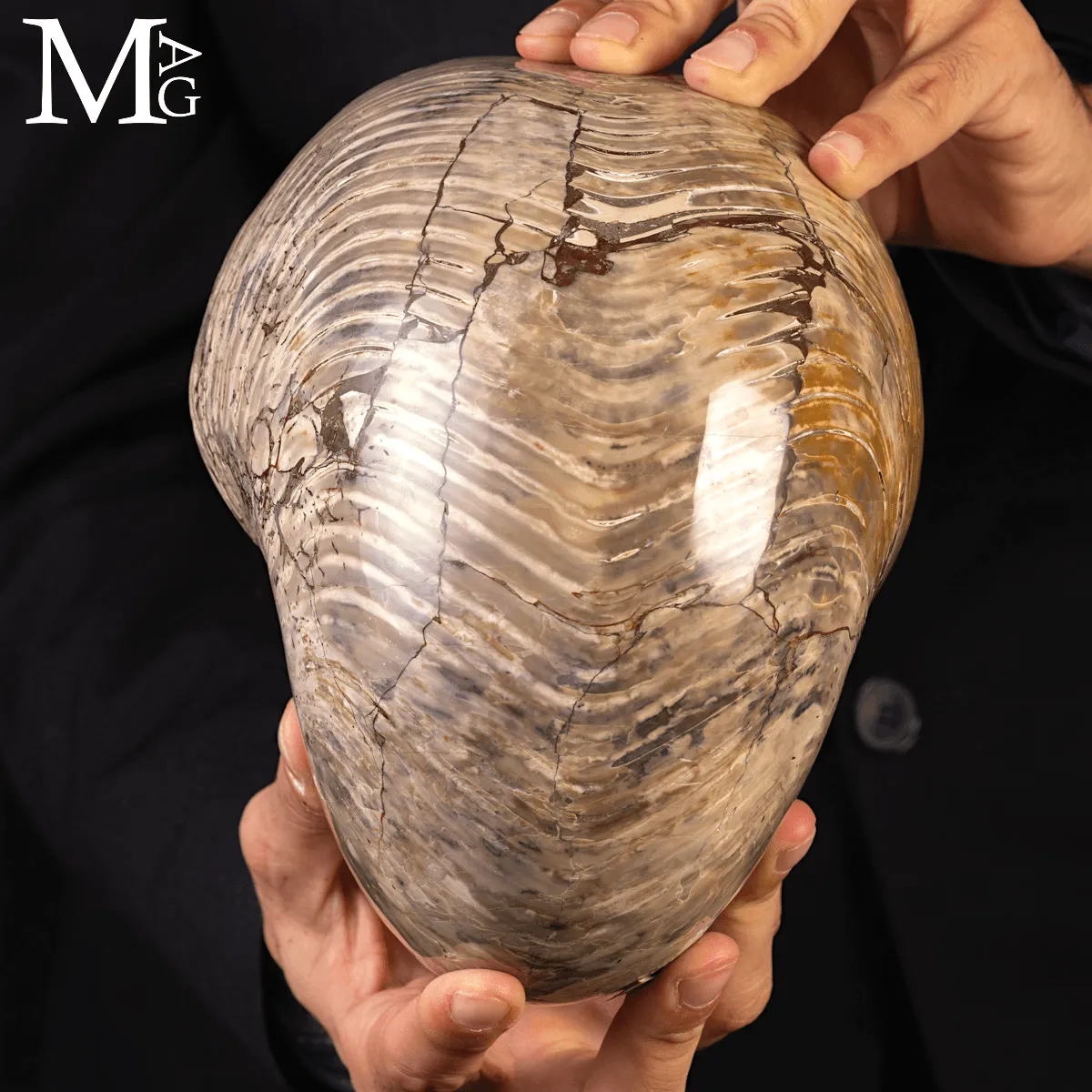 Grande Fossile di Nautiloide – Madagascar