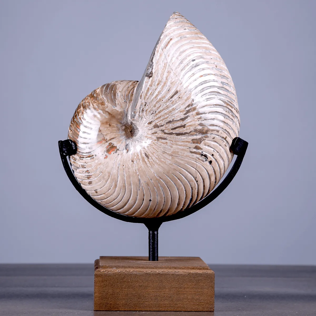 Nautilus Fossile Lucidato con Opalescenze Madreperlacee.