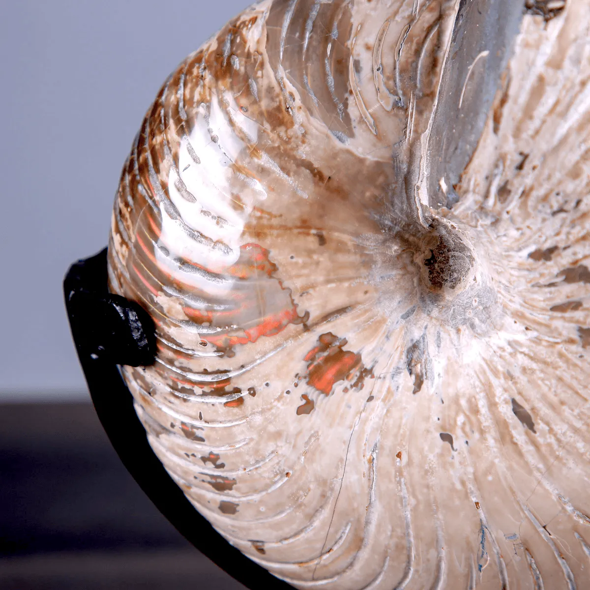 Nautilus Fossile Lucidato con Opalescenze Madreperlacee.