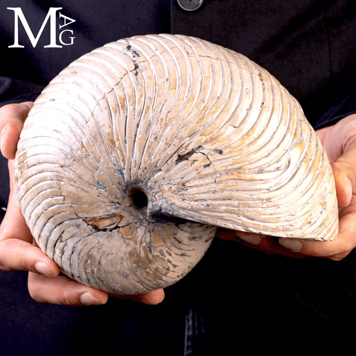 Fossile di Nautilus a Coste Radiali – Madagascar