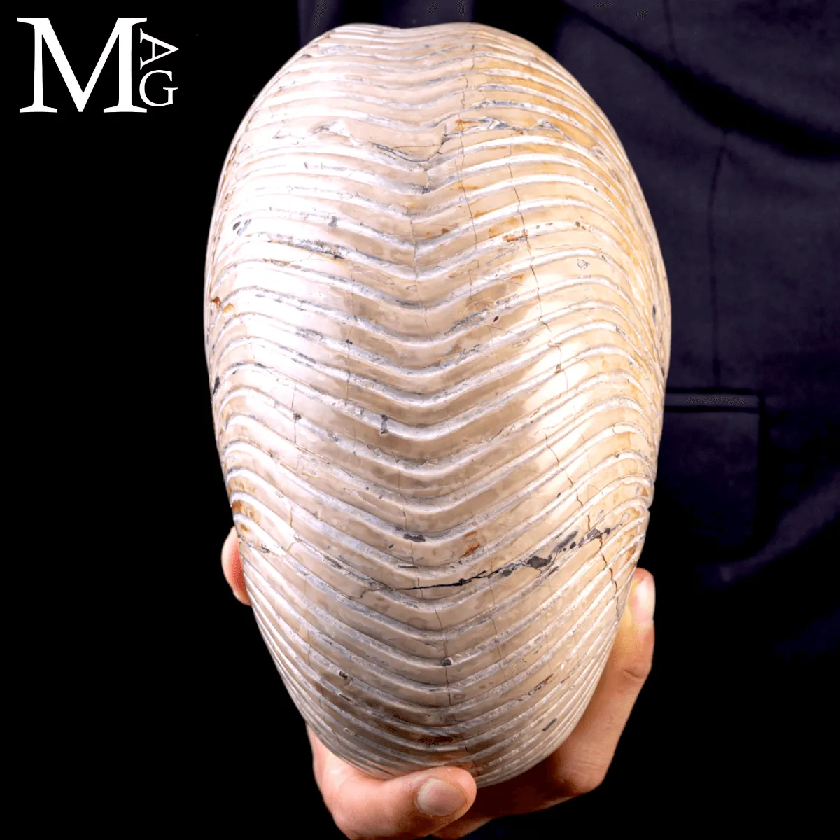 Fossile di Nautilus a Coste Radiali – Madagascar