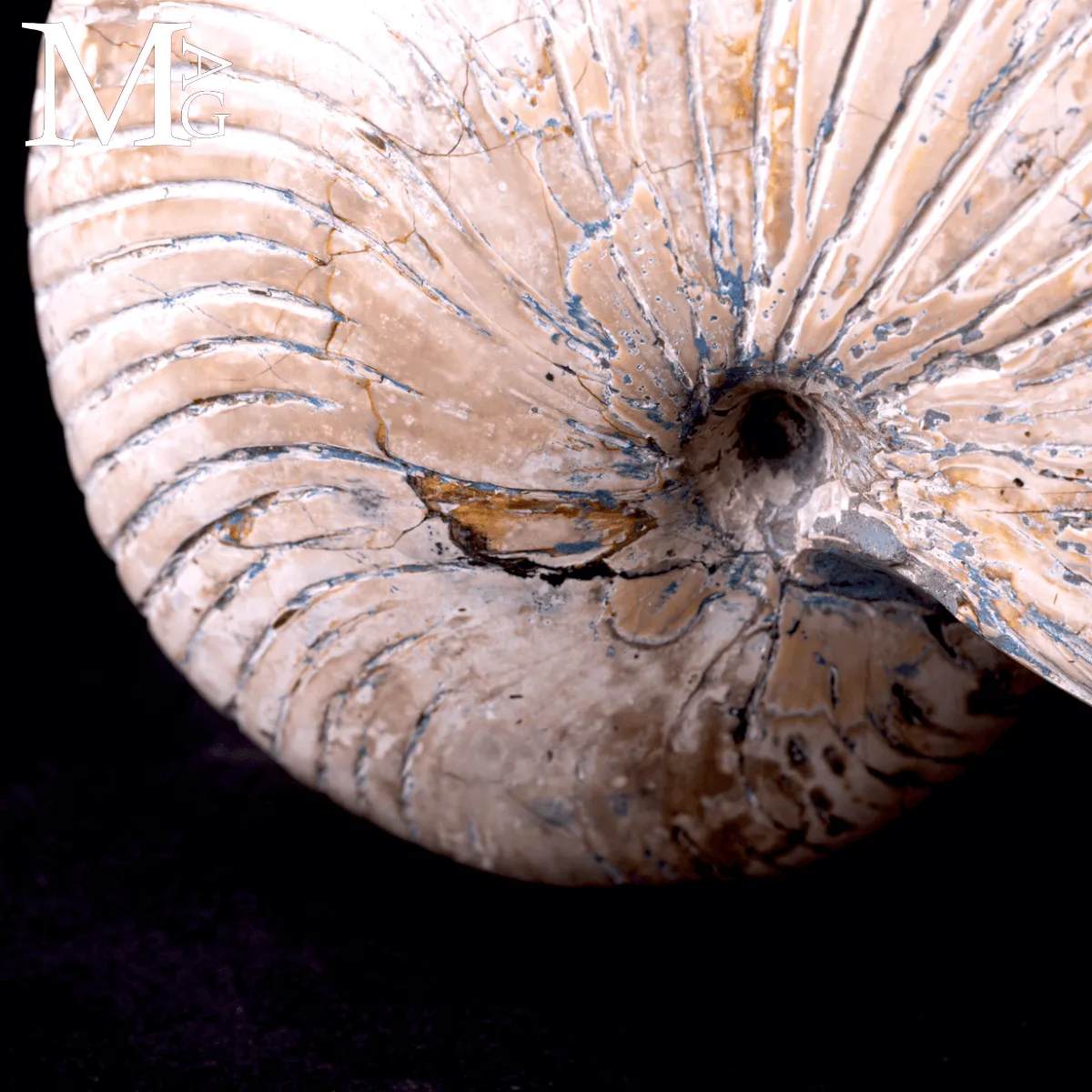 Fossile di Nautilus a Coste Radiali – Madagascar