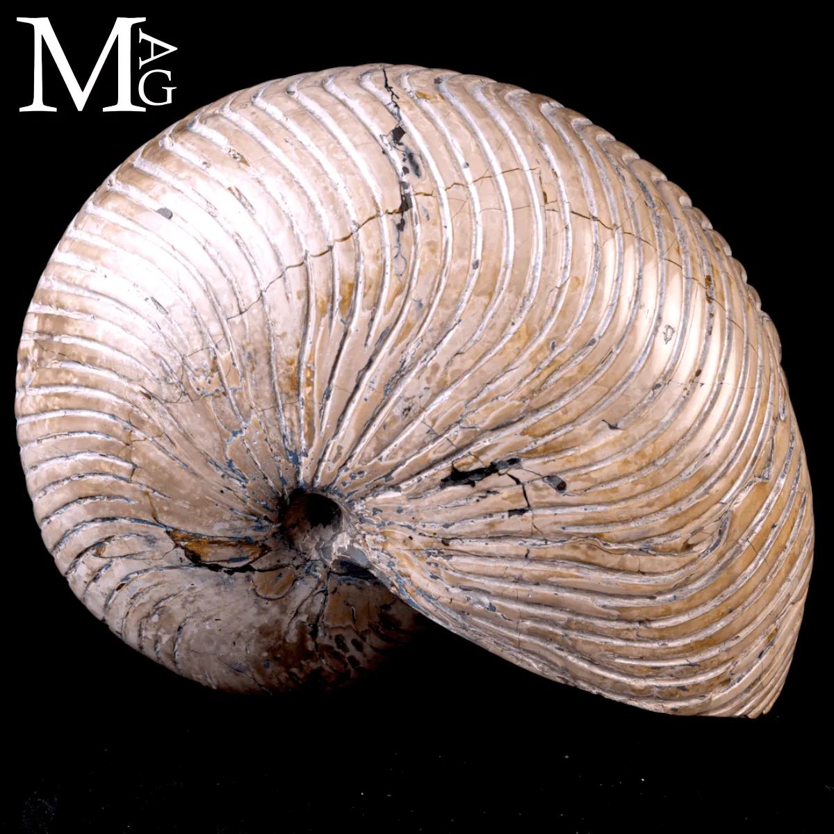 Fossile di Nautilus a Coste Radiali – Madagascar