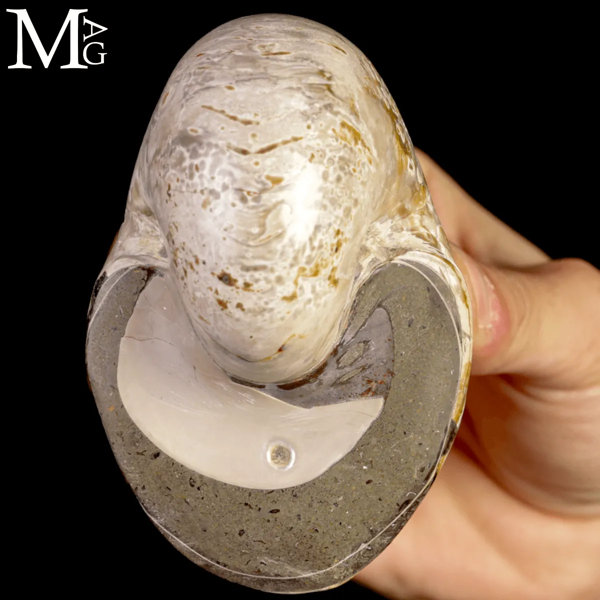 Nautilus Fossile levigato – Madagascar