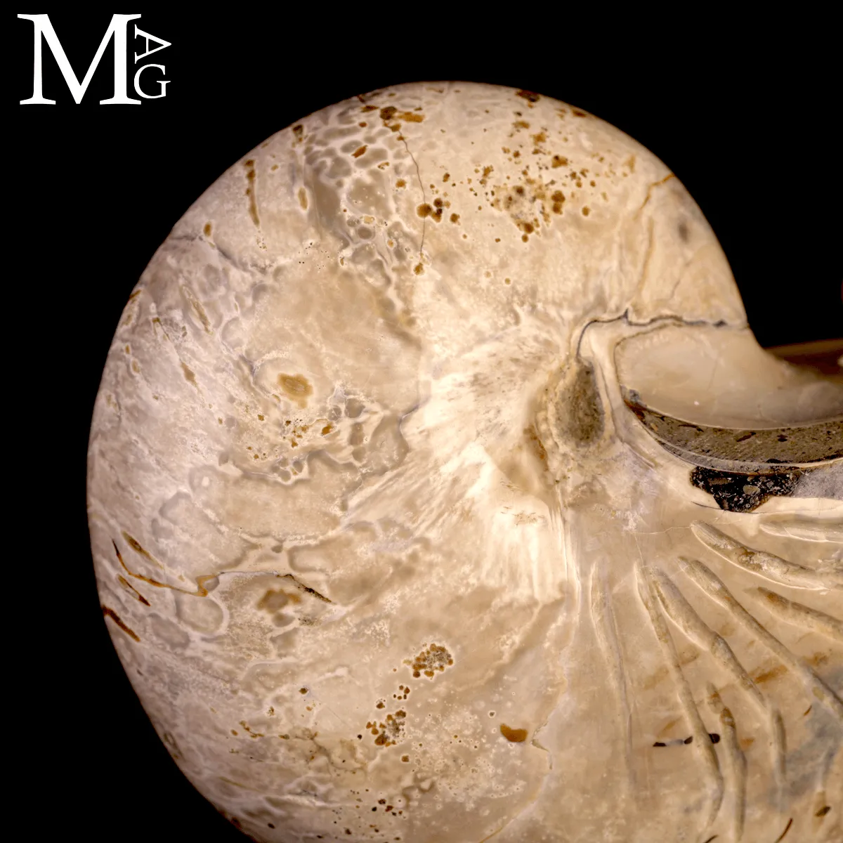 Nautilus Fossile levigato – Madagascar