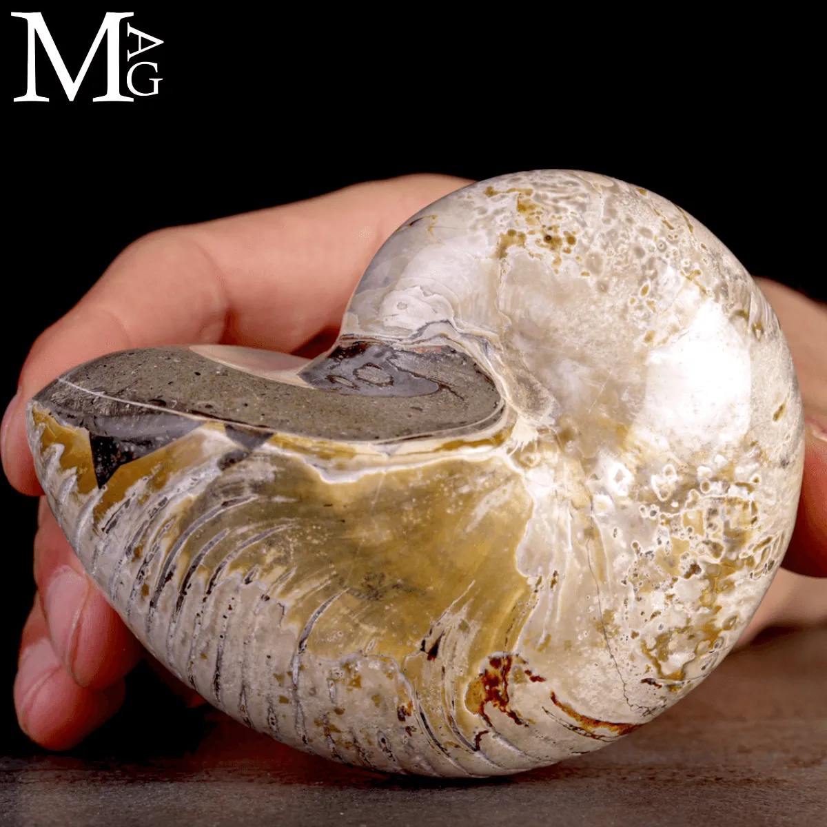 Nautilus Fossile levigato – Madagascar