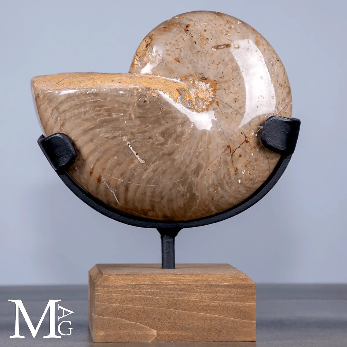 Nautilus Fossile Lucidato – Albiano, Madagascar