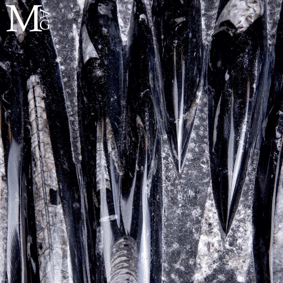 Lastra Fossile di Orthoceras – Marocco