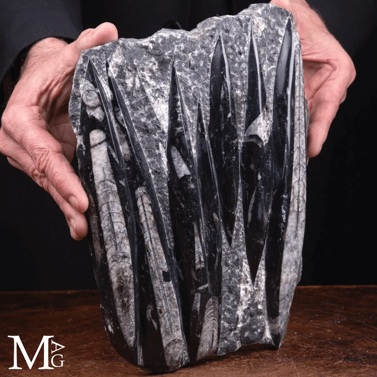 Lastra Fossile di Orthoceras – Marocco