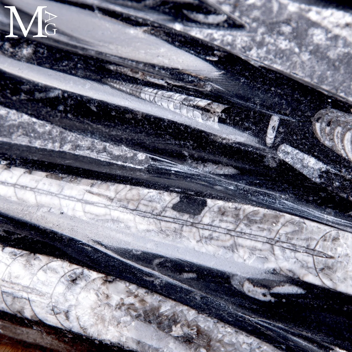 Lastra Fossile di Orthoceras – Marocco