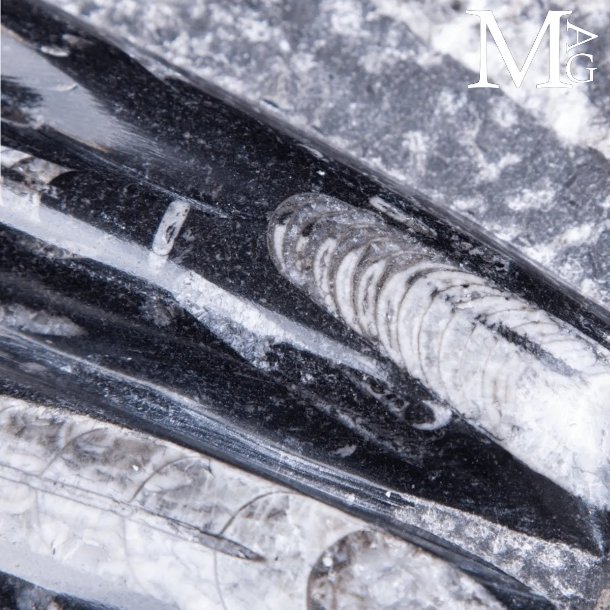 Lastra Fossile di Orthoceras – Marocco