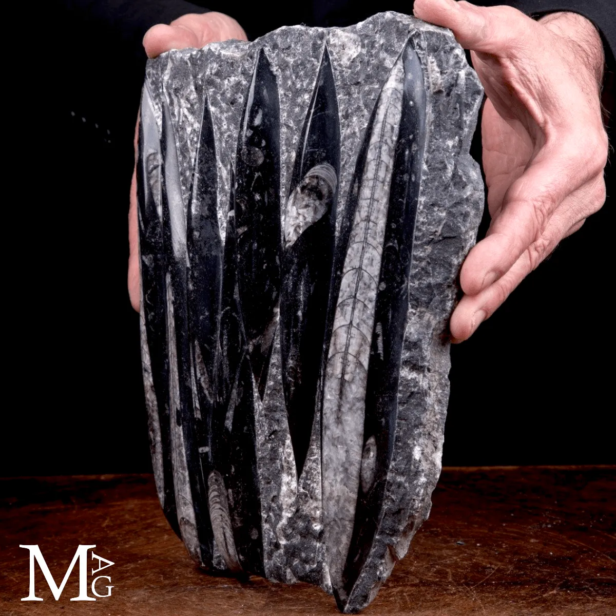 Lastra Fossile di Orthoceras – Marocco