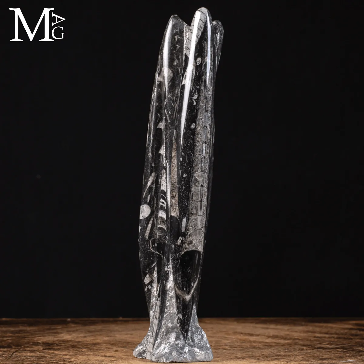 Torre di Orthoceras – Le Sentinelle del Mare Paleozoico