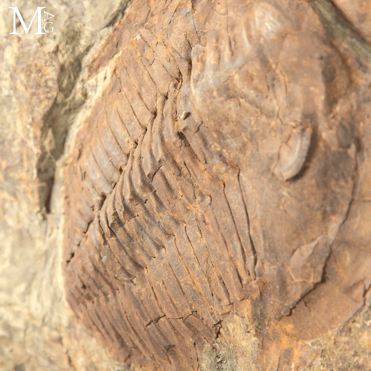 Il Silenzio dei Trilobiti - Un Istante del Cambriano Sospeso nel Tempo.