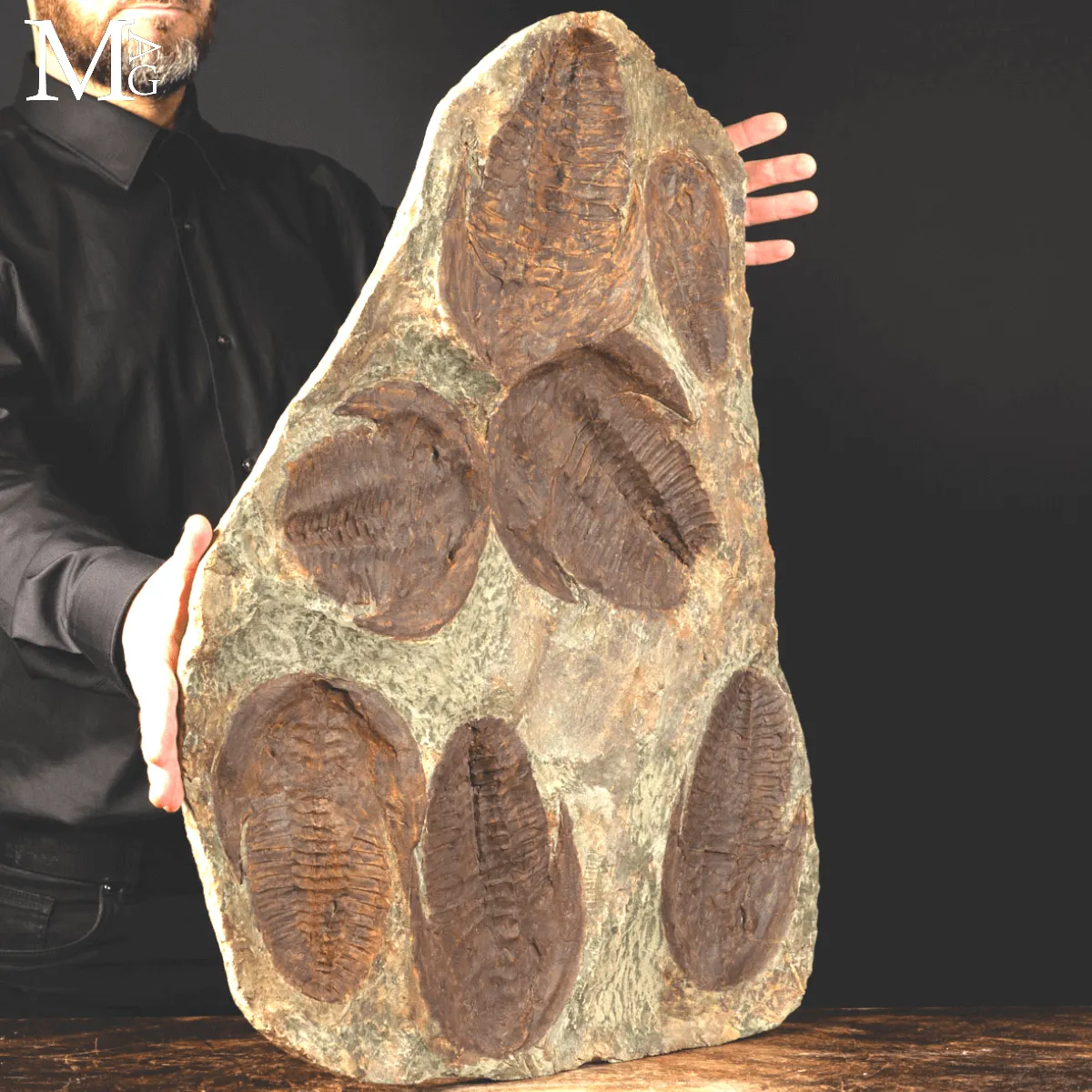 Il Silenzio dei Trilobiti - Un Istante del Cambriano Sospeso nel Tempo.