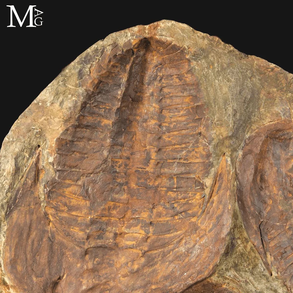 Il Silenzio dei Trilobiti - Un Istante del Cambriano Sospeso nel Tempo.