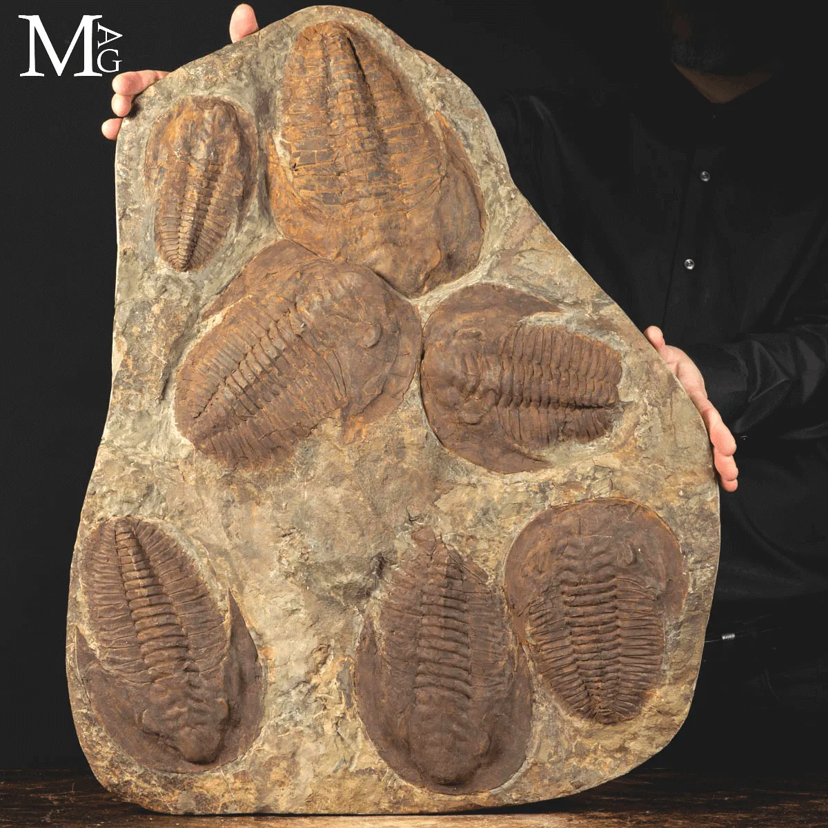 Il Silenzio dei Trilobiti - Un Istante del Cambriano Sospeso nel Tempo.