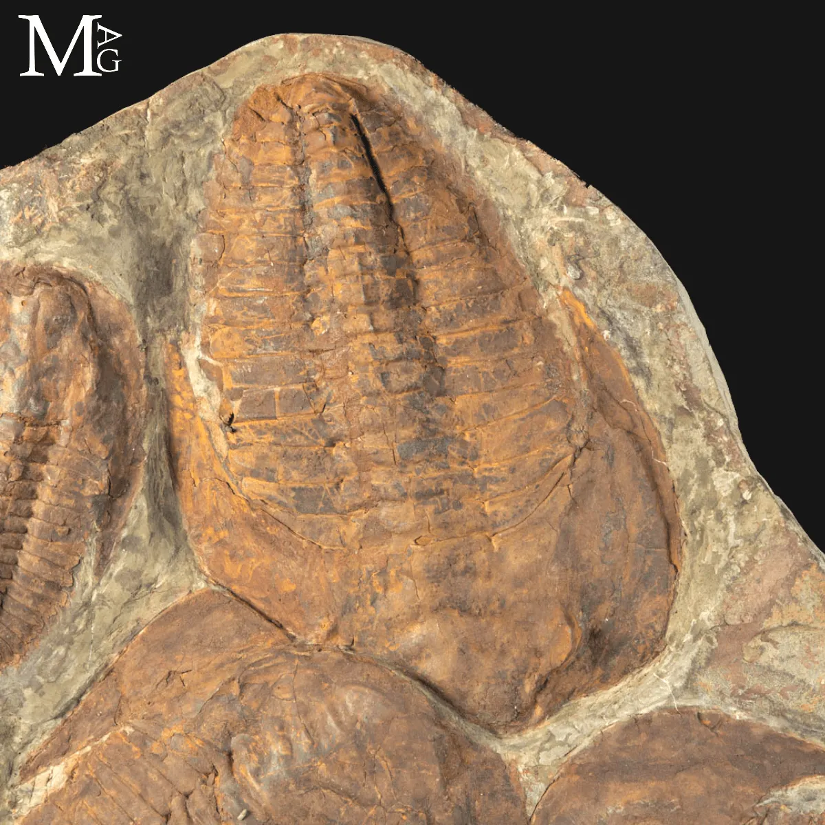 Il Silenzio dei Trilobiti - Un Istante del Cambriano Sospeso nel Tempo.